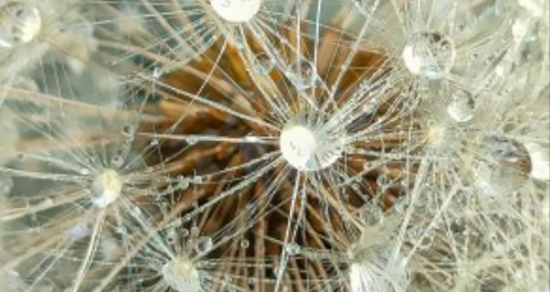 Bulanicos de cerca con gotas de rocio