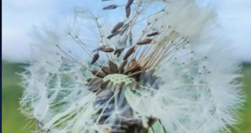 Bulanico-Bulanico volando