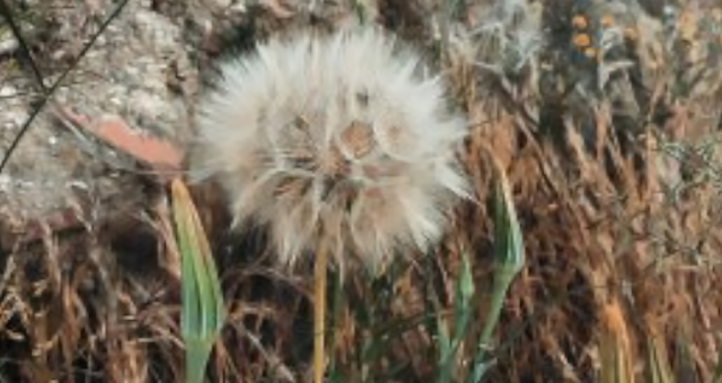 Bulanico entre la hierba